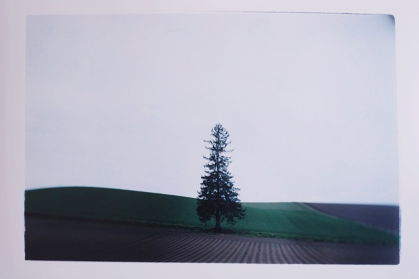 Biei, Christmas Tree, Hokkaido, Japan