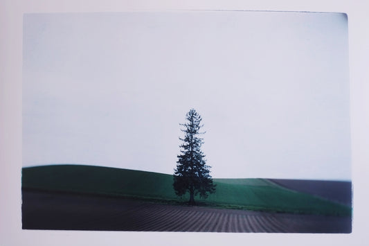 Biei, Christmas Tree, Hokkaido, Japan