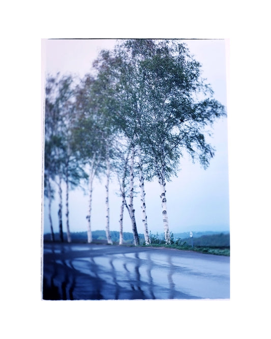 A cluster of white birch trees near the famous Seven Stars Tree, Biei, Hokkaido, Japan